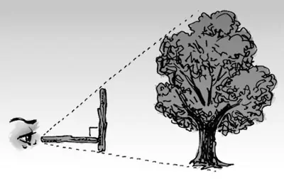 Mesurer la hauteur d'un arbre - ArboretHomme